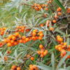 Buckthorn