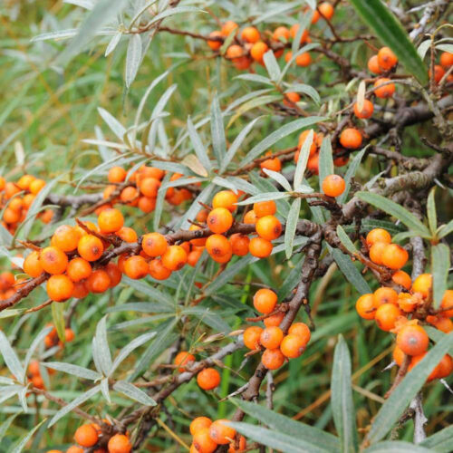 Buckthorn