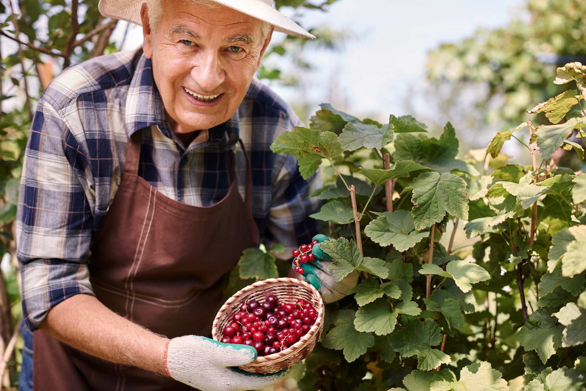 Health coming from berries Omega-7